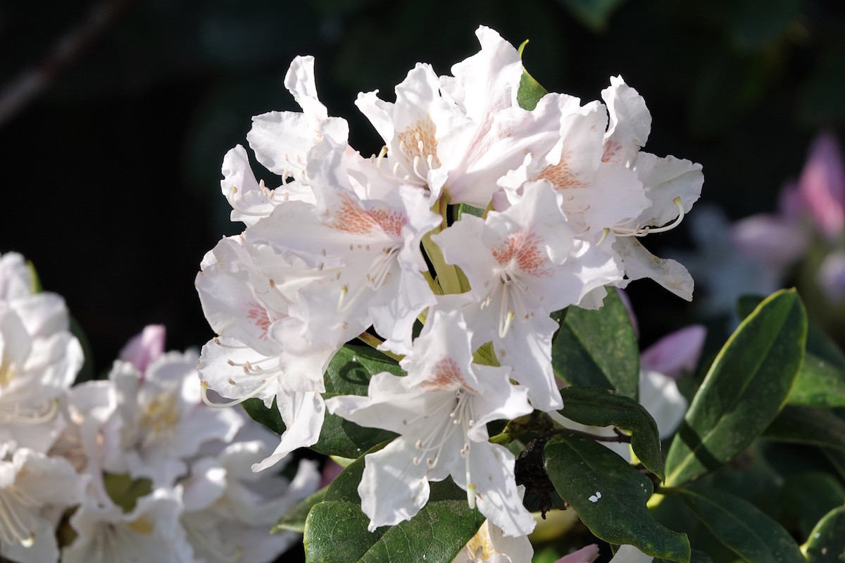 Cunningham's White